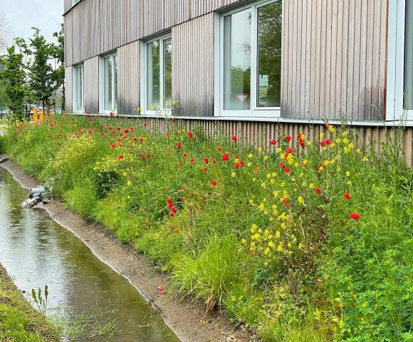 Hemelwater bufferen en laten infiltreren